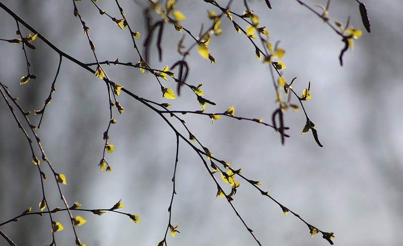 Nature Art