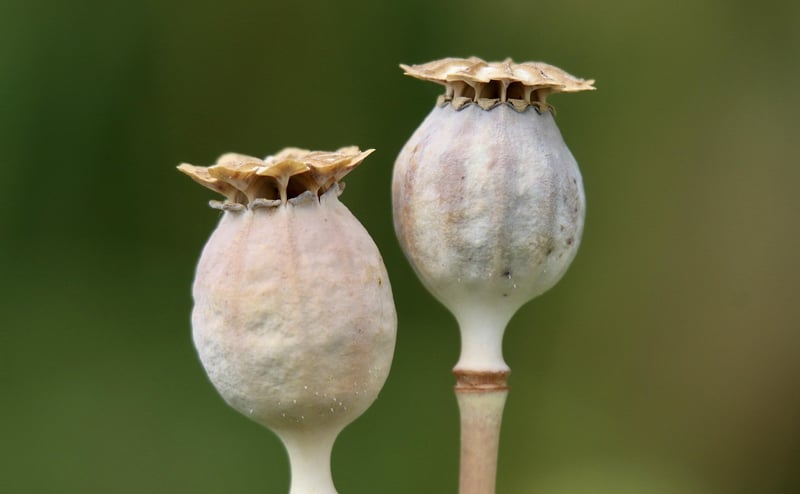 DIY Seed Bombs